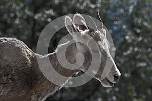 Mountain goat in Kananaskis Country