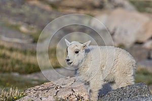 Mountain Goat Kid