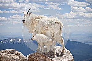 Mountain Goat with Kid