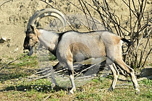 Mountain goat Kri-Kri