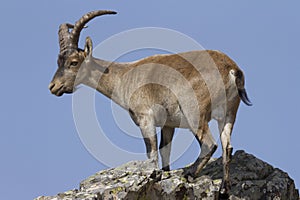 Mountain goat, La pena de Francia, Salamanca