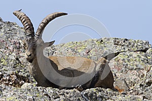 Mountain goat, La pena de Francia, Salamanca