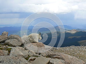 Mountain Goat landscape