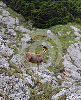 Mountain goat in the mountain landscape of Julian Alps