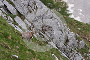 Mountain goat in the mountain landscape of Julian Alps