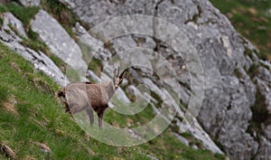 Mountain goat in the mountain landscape of Julian Alps
