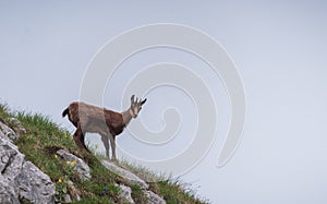 Mountain goat in the mountain landscape of Julian Alps