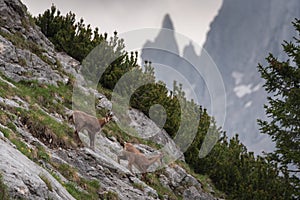 Horská koza v horskej krajine Julských Álp