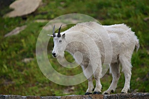 Mountain Goat at Logan Pass