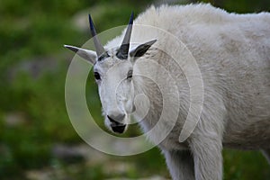 Mountain Goat at Logan Pass