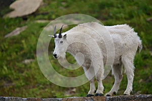 Mountain Goat at Logan Pass photo