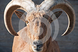 Mountain goat looking camera