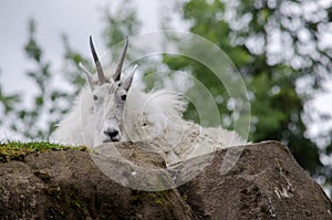 Mountain goat looking down from rock