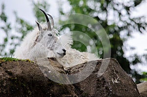 Mountain goat looking down from rock