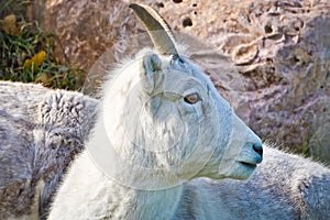 Mountain Goat Looking Left
