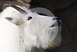 Mountain Goat Looking up