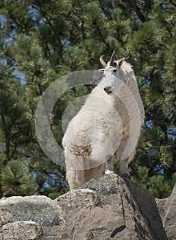 Mountain goat male is called a billie standing on rocky ledge of cliff in Colorado