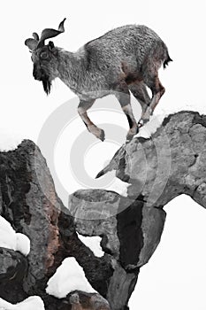 Mountain goat Markhor gracefully and deftly moves over the rocks on a white background. an animal in motion jumps from cliff to