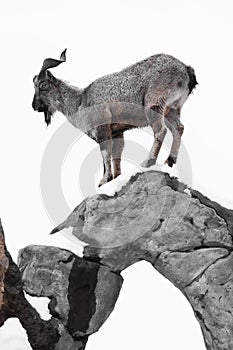 Mountain goat Markhor stands on the rocks on a white snowy background, silhouette of a clever animal