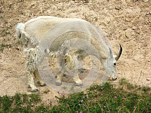 Mountain Goat at Mineral Lick along Icefields Parkway in the Canadian Rocky Mountains, Jasper National Park, Alberta, Canada