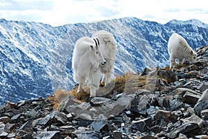 Mountain Goat