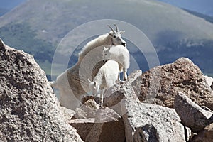 Mountain Goat Mother and Kids