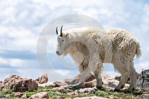 Mountain Goat at Mount Evans near Idaho Springs, Colorado