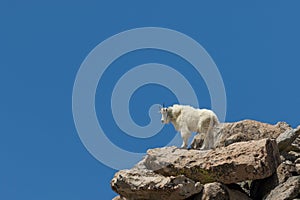 Mountain Goat on Mountain Evans Colorado