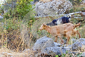 Mountain goat