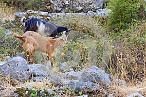 Mountain goat