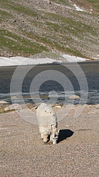 Mountain Goat on Mt. Evans Colorado in Summer