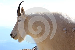 Mountain Goat on Mt Evens Colorado