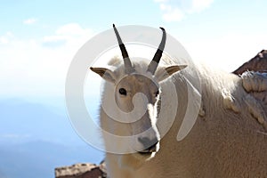 Mountain Goat on Mt Evens Colorado