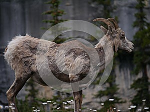 Mountain Goat in National Park