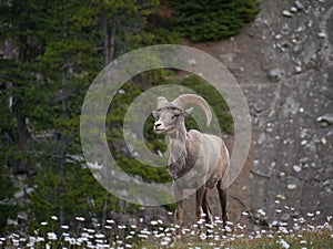 Mountain Goat in National Park