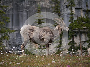Mountain Goat in National Park