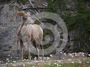Mountain Goat in National Park