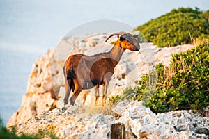 Mountain goat near Portocolom, Mallorca