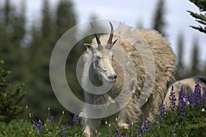 Mountain Goat Oreamnos americanus 11