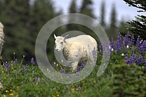 Mountain Goat Oreamnos americanus 13