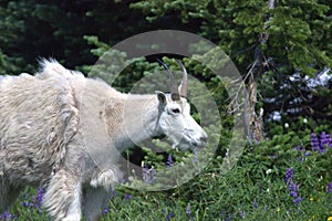 Mountain Goat Oreamnos americanus 19