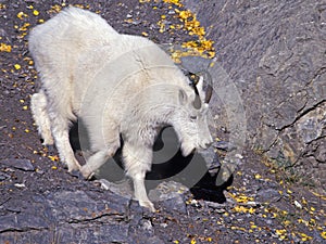 Mountain Goat - Oreamnos americanus