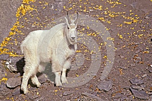 Mountain Goat - Oreamnos americanus