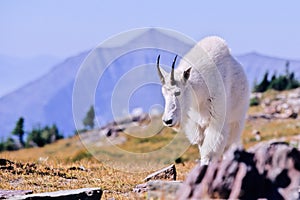 Mountain Goat, Oreamnos americanus