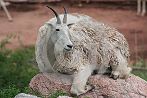 Mountain Goat (Oreamnos americanus)