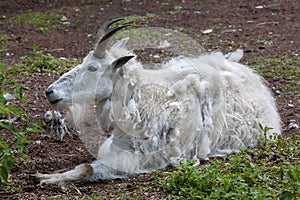 Mountain goat Oreamnos americanus