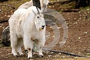 Mountain goat ( Oreamnos americanus )