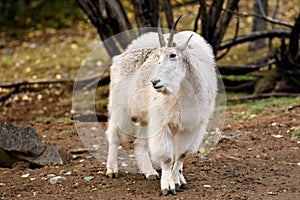 Mountain goat ( Oreamnos americanus )