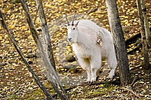 Mountain goat ( Oreamnos americanus )