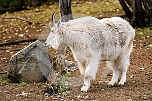 Mountain goat ( Oreamnos americanus )